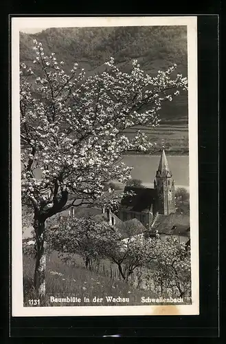 AK Schwallenbach /Wachau, Blick auf Baumblüte und Kirche