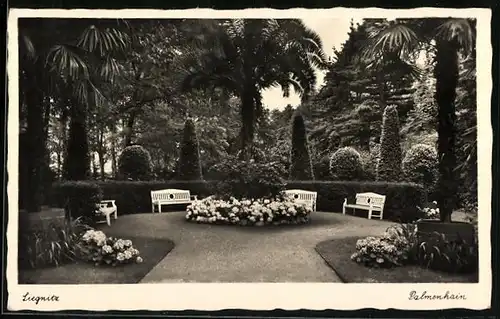 AK Liegnitz, Palmenhain, Promenade mit Bänken