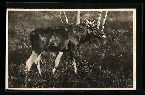 AK Elchrevier Ibenhorst, Junger Elch