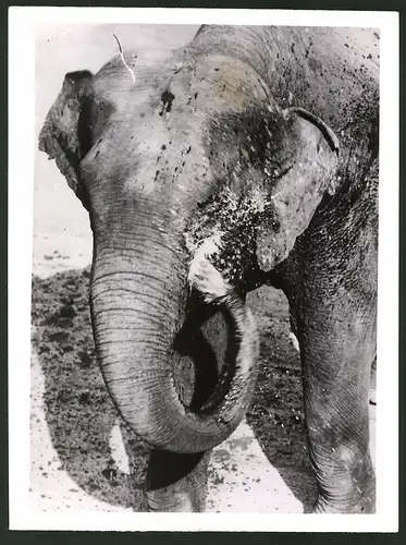 Fotografie Indischer Elefant Jonny verabreicht sich eine Dusche