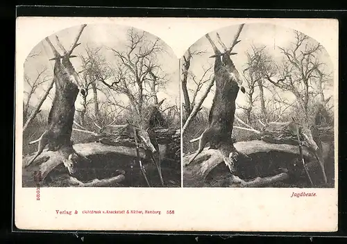 Stereo-AK Jagdbeute, Erlegtes Reh