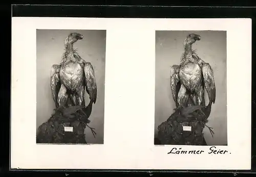 Stereo-AK Figur eines Lämmer Geier