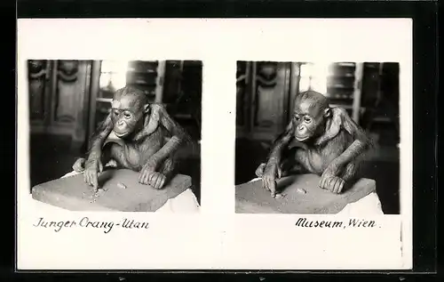 Stereo-AK Wien, Junger Orang-Utan im Museum