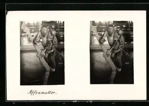 Stereo-AK Affenmutter mit Affenbaby