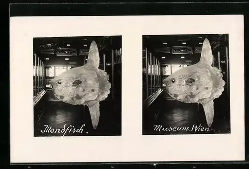 Stereo-AK Wien, Mondfisch als Ausstellungsstück im Museum