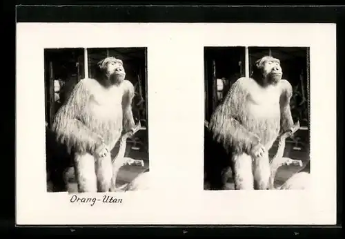 Stereo-AK Orang-Utan in stehender Position