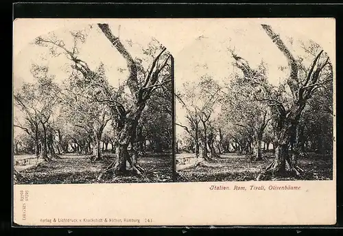 Stereo-AK Rom /Italien, Tivali, Olivenbäume