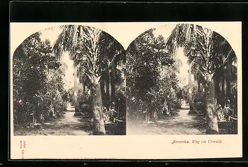 Stereo-AK Amerika, Weg im Urwald