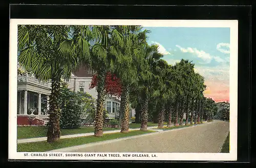 AK New Orleans, LA, St. Charles Street, Showing Giant Palm Trees