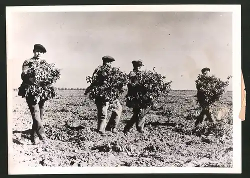 Fotografie Ernte von Erdnüssen in Südrussland 1943