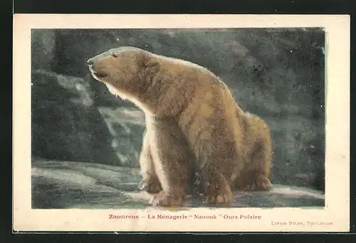 AK Eisbär im Zoologischen Garten