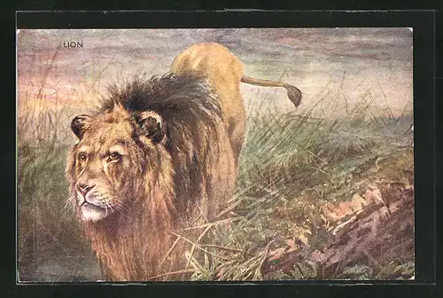 Künstler-AK Männlicher Löwe im hohen Gras der Savanne