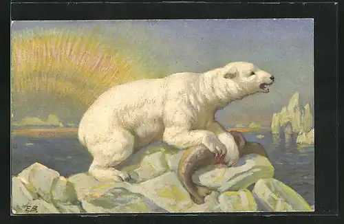 AK Eisbär frisst eine erbeutete Robbe