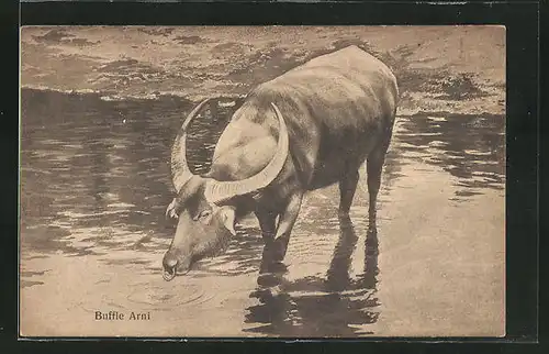AK Buffle Arni, Wasserbüffel
