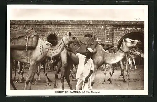 AK Aden, Group of Camels, Kamele