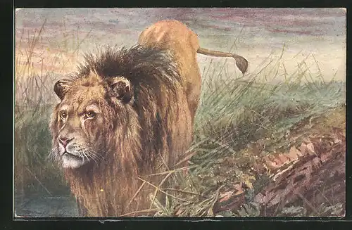 Künstler-AK Männlicher Löwe pirscht durchs Gras der Savanne