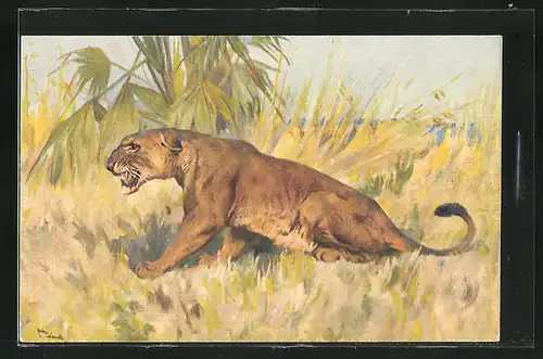 Künstler-AK Aggressiv fauchender weiblicher Löwe