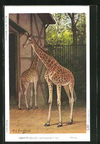 Künstler-AK Giraffen im Gehege eines Zoos