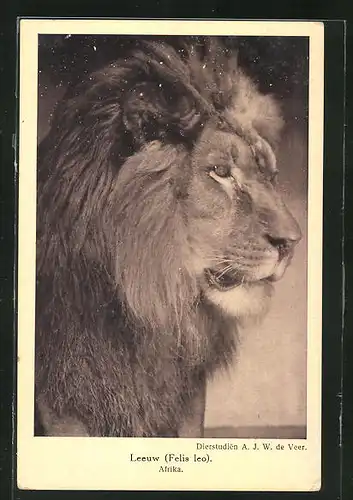 AK Männlicher afrikanischer Löwe