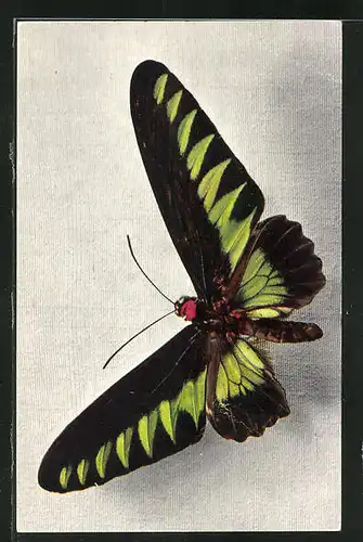 AK Schmetterling der Art Ornithoptera Brookeana