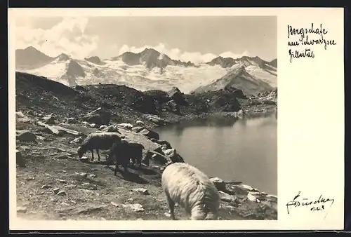 Foto-AK Hans Hruschka Nr.743: Bergschafe am Schwarzsee