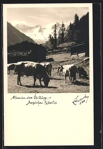 AK Kühe und Ochsen auf einer Alm im Zillertal