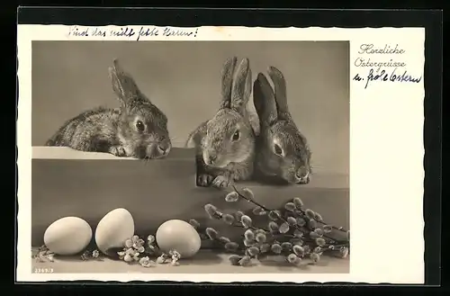AK Osterhasen mit Palmkätzchenzweigen