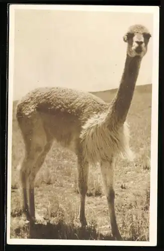 Fotografie Guanako / Huanako, wildlebende Kamelart in Südamerika