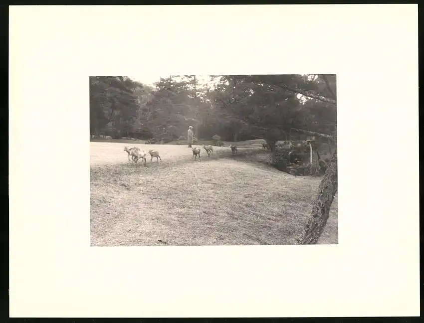 Fotoalbum mit 90 Fotogravur, Ansicht Beppu, Strassen mit Geschäften, Geisha, Segelschiff, Eisenbahnbrücke, Rikscha 13