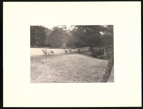 Fotoalbum mit 90 Fotogravur, Ansicht Beppu, Strassen mit Geschäften, Geisha, Segelschiff, Eisenbahnbrücke, Rikscha