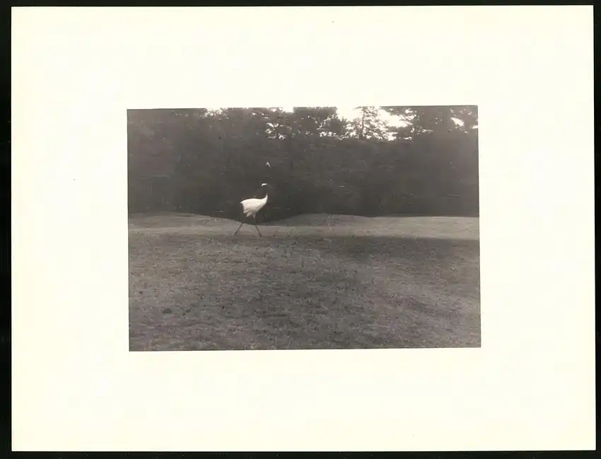 Fotoalbum mit 90 Fotogravur, Ansicht Beppu, Strassen mit Geschäften, Geisha, Segelschiff, Eisenbahnbrücke, Rikscha 15