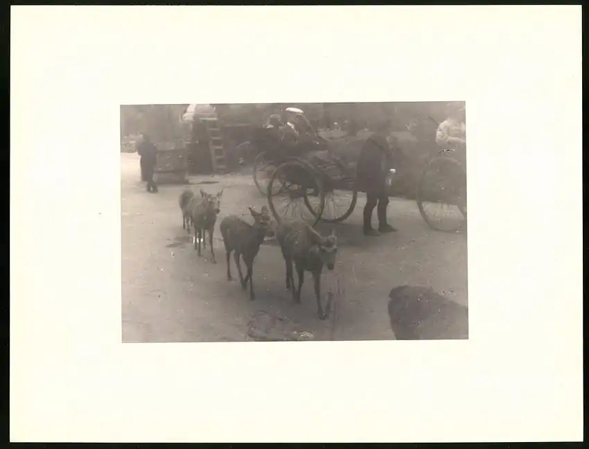 Fotoalbum mit 90 Fotogravur, Ansicht Beppu, Strassen mit Geschäften, Geisha, Segelschiff, Eisenbahnbrücke, Rikscha 16