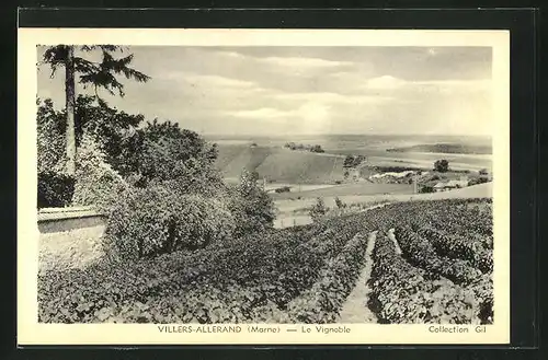 AK Villers-Allerand, Le Vignoble