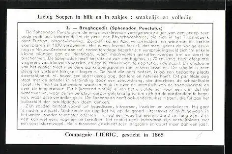 Sammelbild Liebig, Dubbel Koncentraat van Tomaen, Dieren uit voorhistorische Tijden: 3. Brughagedis, Echse