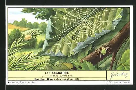 Sammelbild Liebig, Bouillon Oxo, Les Araignees: 2. Aranea cucurbitina, Spinne