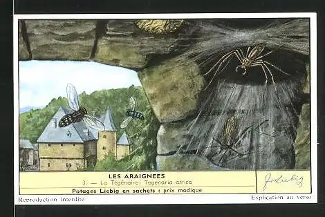Sammelbild Liebig, Les Araignees: 3. La Tegenaire, Spinne