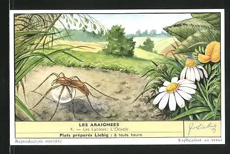 Sammelbild Liebig, Plats prepares, Les Araignees: 4. les Lycoses l`Ocyale, Spinne