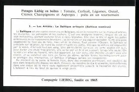 Sammelbild Liebig, Fruits Butler, Les Araignees, 5. Les Attides: le Saltique arlequin, Spinne