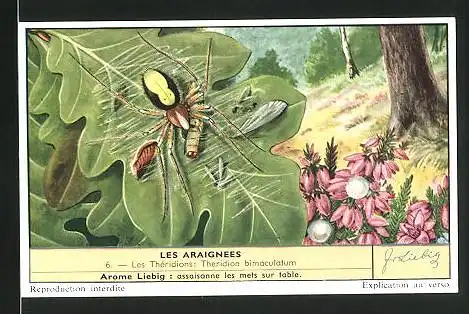 Sammelbild Arome Liebig, Les Araignees: 6. Les Theridions, Spinne