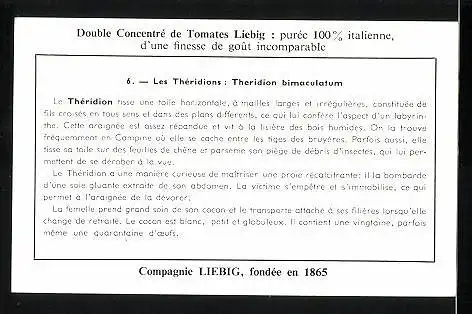 Sammelbild Arome Liebig, Les Araignees: 6. Les Theridions, Spinne