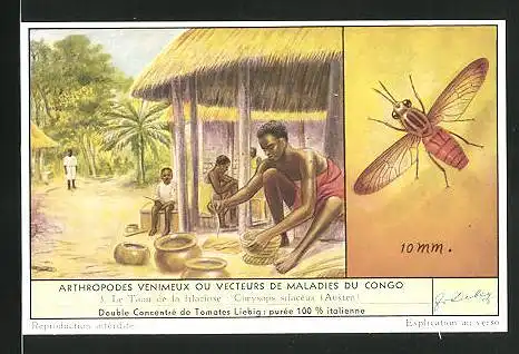 Sammelbild Liebig, Arthropodes Venimeux ou Vecteurs de Maladies du Congo: 3. Le Taon de la filariose