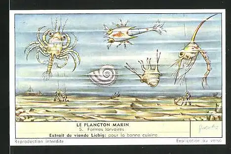Sammelbild Liebig, Extrait de viande, Le Plancton Marin: 5. Formes larvaires