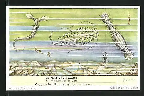 Sammelbild Liebig, Cube de bouillon, Le Plancton Marin: 6. Mollusques et vers