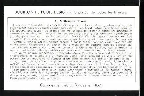 Sammelbild Liebig, Cube de bouillon, Le Plancton Marin: 6. Mollusques et vers