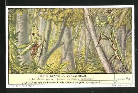 Sammelbild Liebig, Insectes Geants du Congo Belge - La Mante geante: Idolum diabolicum (Saussure)