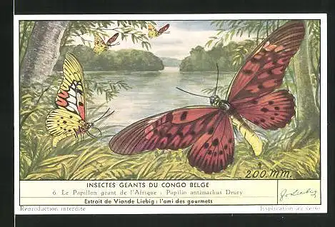 Sammelbild Liebig, Insectes Geants du Congo Belge - Le Papillon geant de l`Afrique: Papilio antimachus Drury