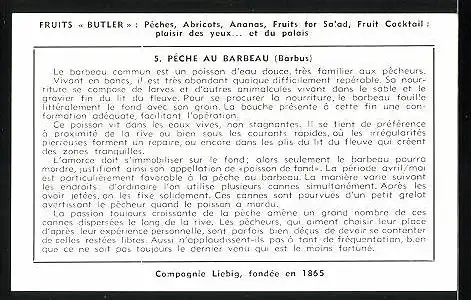 Sammelbild Liebig, Pèche en eau Douce - Pèche au Barbeau (Barbus)
