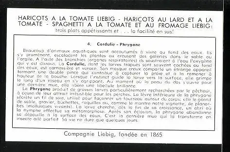 Sammelbild Liebig, Le Petit Monde des Ruisseaux - Cordulie -Phrygane