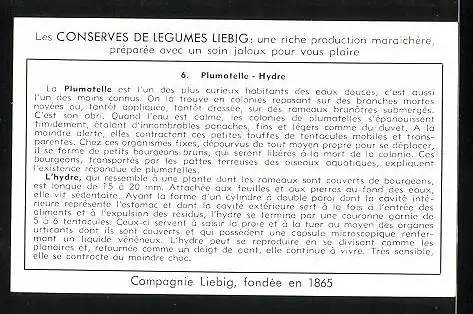 Sammelbild Liebig, Le Petit Monde des Ruisseaux - Plumatelle -Hydre