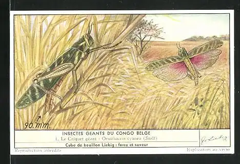 Sammelbild Liebig, Insectes Geants du Congo Belge - Le Criquet gèant : Ornithacris cyanea (Stoll)